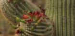 Saguaro Blooms Upclose