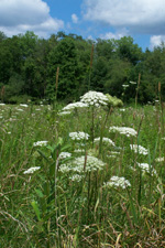 NPS Collection