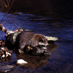 COURTESY ODNR