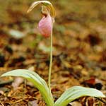pink lady slipper in fort dupont park