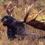 Image of bull moose testing wind, Mile 71 of the Denali Park Road