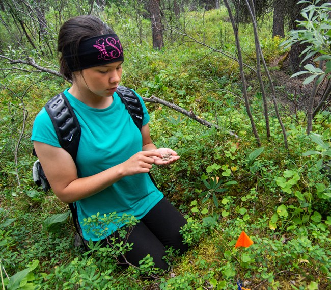 a student kneels in a forested area counting the hare droppings in her hand