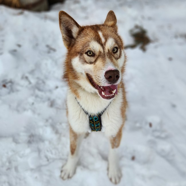 A dog in a harness smiles