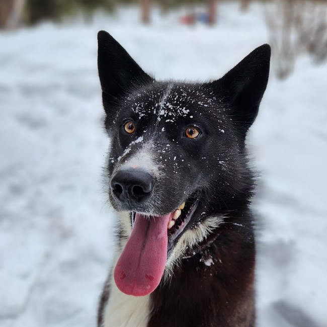 Black dog sitting and staring at camera