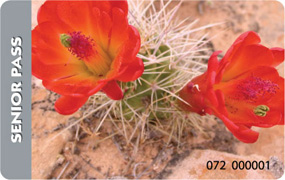 Image of Senior Pass