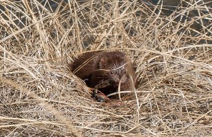 A small brown animal in tall grass near a river