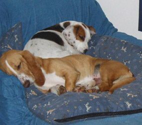 Dogs sleeping on chair.