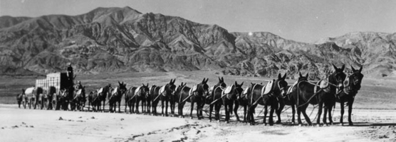 Twenty Mule Team