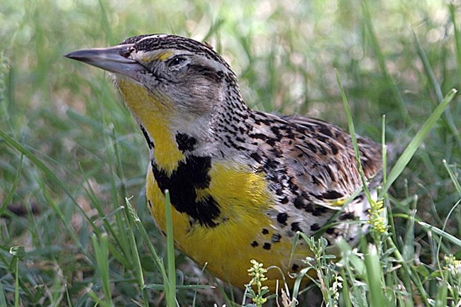 a bird with a yellow throat in grass