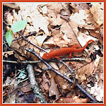 red newt on forest floor