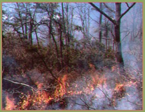 Fire burning through shrubbery in an open forested area.