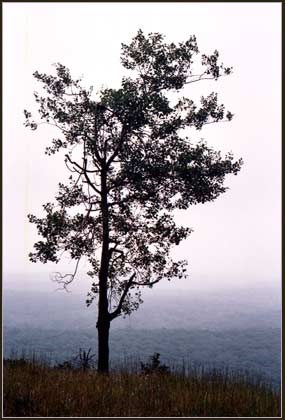 Single tree at the edge of a mountain ridge