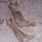 Two dinosaur leg bones side by side.