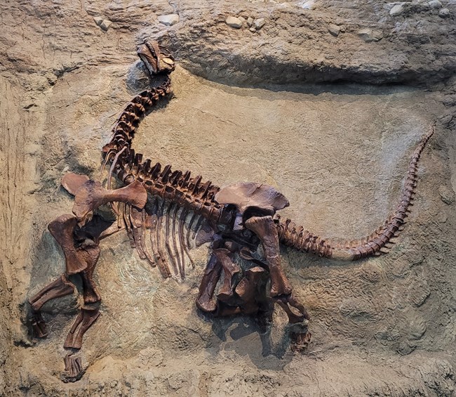 A color photograph of the actual CM11338 juvenile Camarasaurus on display at the Carnegie Museum. It's a long-necked dinosaur with its head thrown back and its body in lifelike position.