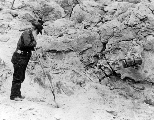 A black and white photograph of an older man with a large beard leaning on a shovel. He is looking at the unexcavated find of 8 vertebrae from Apatosaurus.