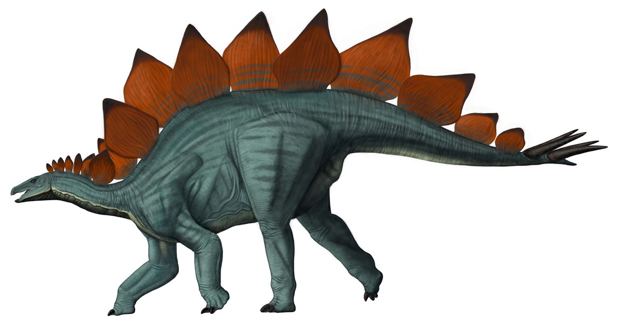 stegosaurus with spikes on side