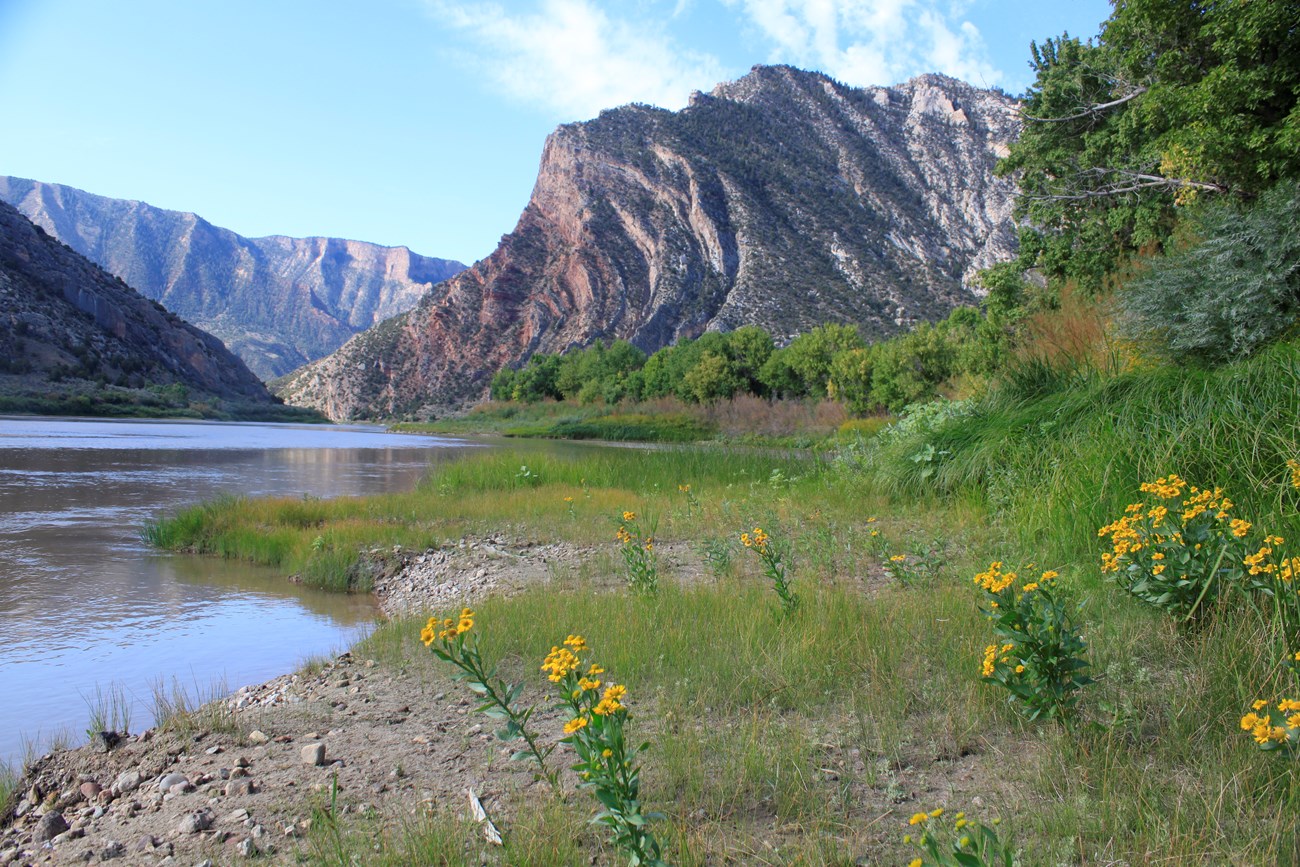 The view is from the banks of the Green River at Rainbow Park Campground. The shoreline is dotted with yellow wildflowers. In the distance, Mitten Park Fault sweeps towards the water in a downward arch.