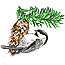 Black-capped chicadee