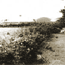 Hedgerow