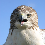Hawk