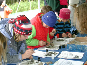 kids dissecting owl pellets
