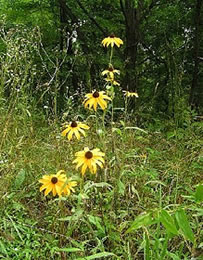 Black-eyed susan in the grasslands of Eisenhower National Historic Site.