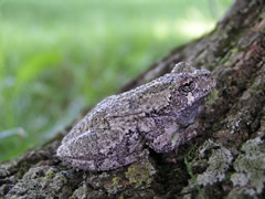 grey treefrog