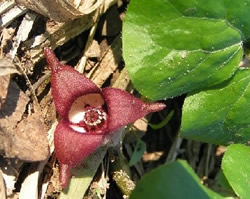 Wild ginger blooming in the forest adjacent to Marsh Creek.