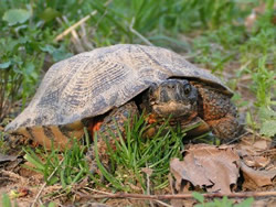 A wood turtle along Marsh Creek
A wood turtle along Marsh Creek