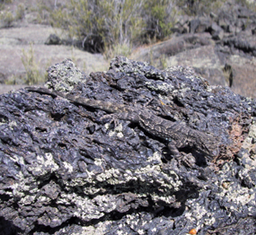 A lizard's skin has adapted to blend in with the pattern of basalt lava.
