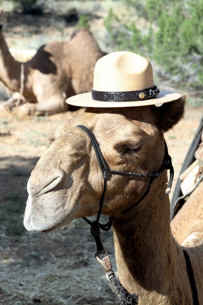 A closeup of a camels head, the camel appears to be sleeping and wears a National Park Service Ranger's hat.