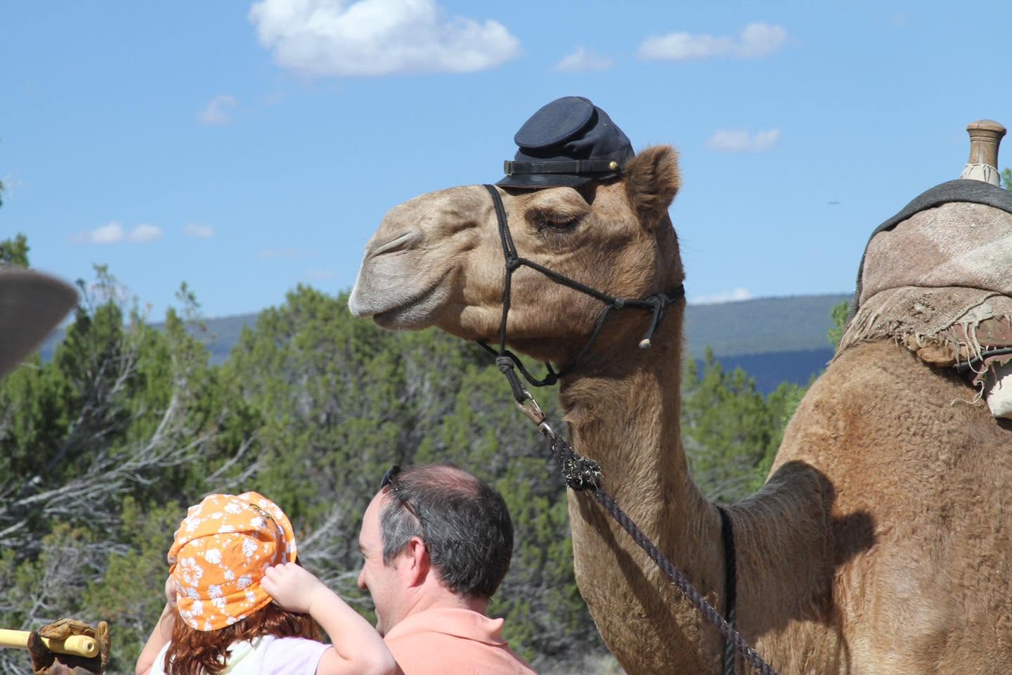 Camel outside wearing military cap while two people look on