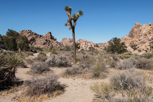Landscape composed of boulders,shrubs and a single Joshua tree in focus.