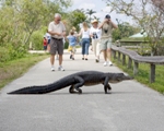 Gator on Anhinga Trail