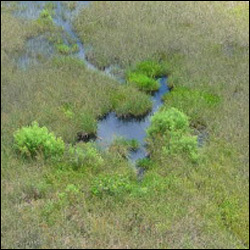 Photograph showing alligator hole and the trails the alligator uses to access it.