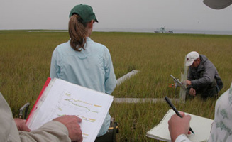 Scientists gathering data in salt marsh.