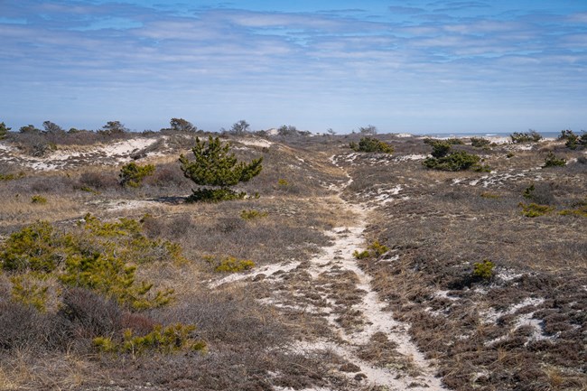 A view of dunes, beach vegetation and a narrow trail.