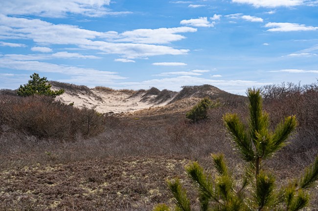 A view from the swale of a large dune rising in the background against the sky.