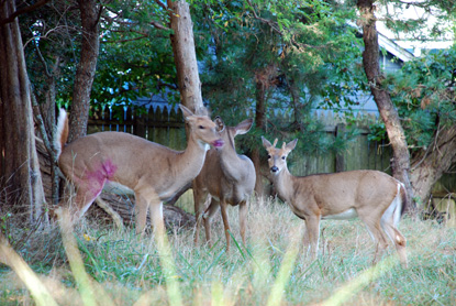 Three deer among trees, with pink dye from dart on rump of one doe.