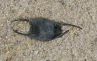 Black egg case on white sandy beach.