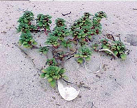 Sprawling plant on sand.