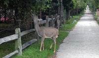Deer browsing on trees lining a Fire Island community street.