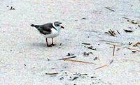 Piping Plover adult.
