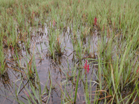 Green leaves of salt-marsh grass with a few fleshy reddish plants protrude from the dark, quiet water of a salt marsh.&nbsp;