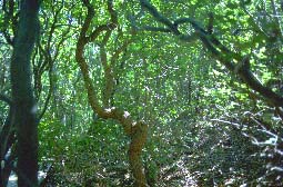 Tangle of sassafras and shad blow tree trunks and branches.