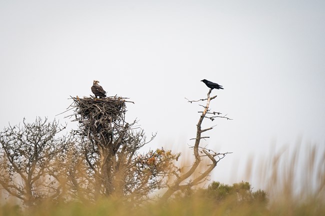 A bald eagle sits on a nest of sticks as a raven looks on from a separate branch.