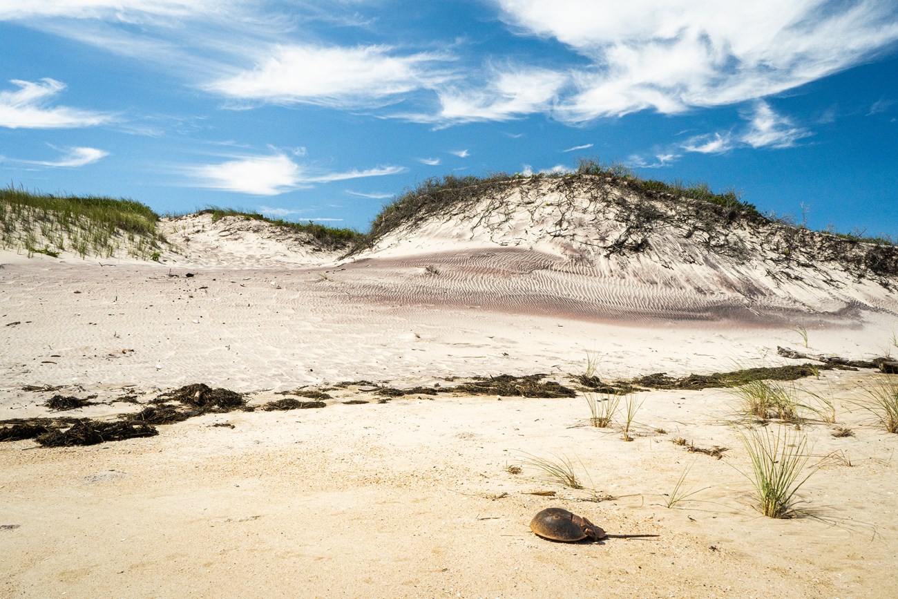 A high root-topped dune with white and purple-colored sand. In the foreground is a wrack line and a horseshoe crab carapace. Blue sky and streaky white clouds fill the background.