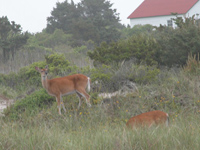 Deer feed near lighthouse building.