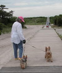 Woman in white long-sleeve shirt walks two small dogs down a wooden boardwalk at Watch Hill. Woman in white long-sleeve shirt walks two small dogs down a wooden boardwalk at Watch Hill.