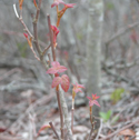 Grey poison ivy stems with tiny reddish leaflets in early spring.